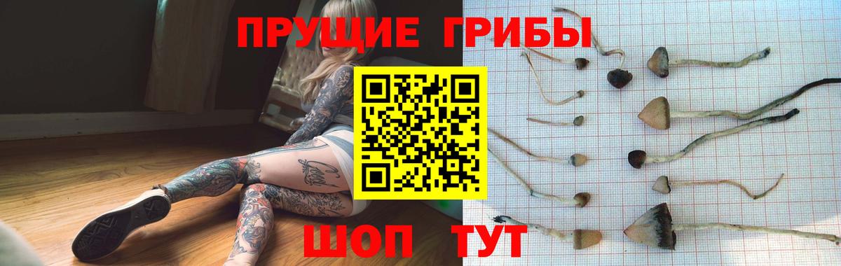 Заинск  Псилоцибиновые грибы прущие грибы  Вход с VPN 